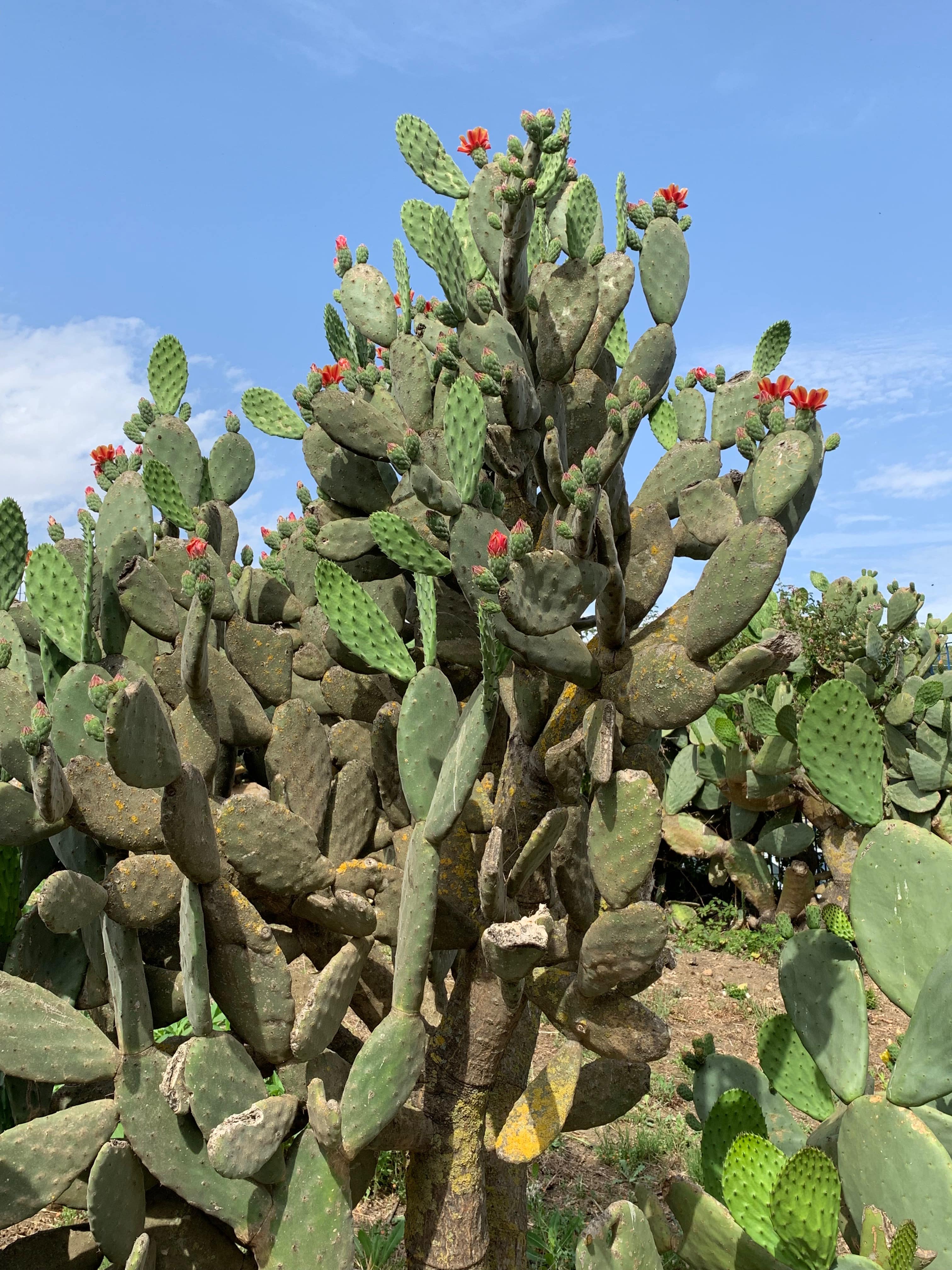 cactus Sicilian plant